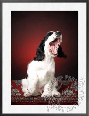 GerstnerPup_9625.jpg