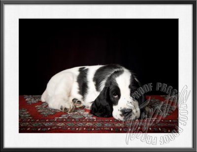 GerstnerPup_9630.jpg