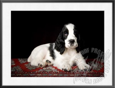 GerstnerPup_9631.jpg
