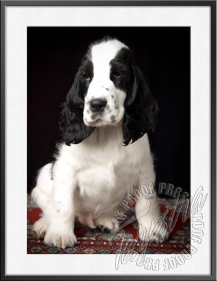 GerstnerPup_9644.jpg