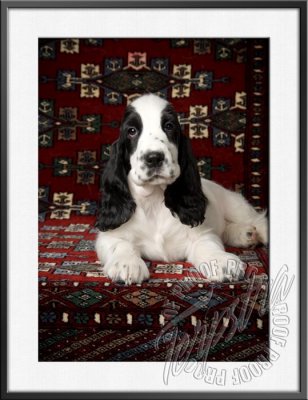 GerstnerPup_9703.jpg