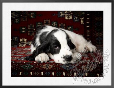GerstnerPup_9704.jpg