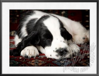 GerstnerPup_9705.jpg