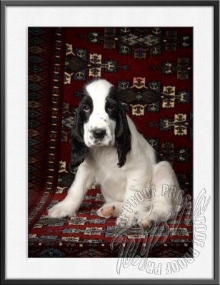 GerstnerPup_9712.jpg