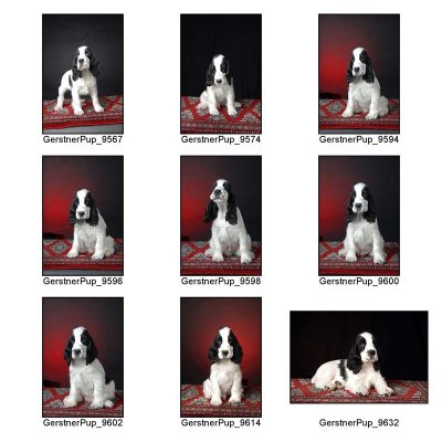 GerstnerPupProofSheet_Page_1.jpg
