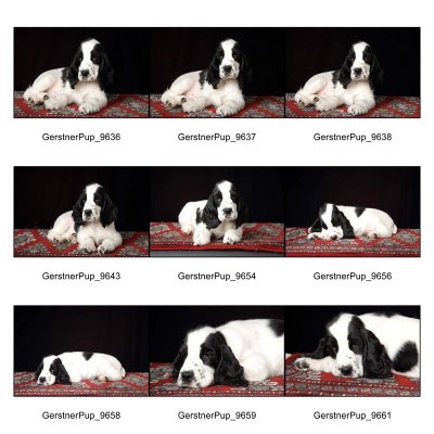 GerstnerPupProofSheet_Page_2.jpg