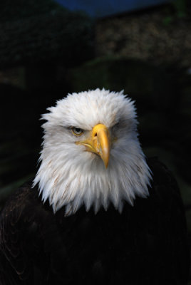 Bald Eagle.jpg