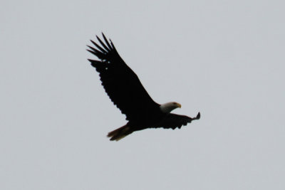 Bald Eagle 11.jpg