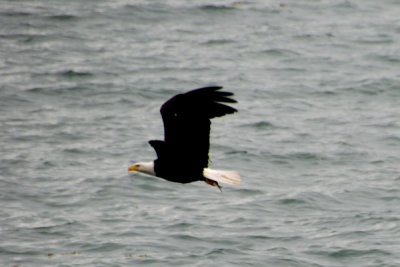 Bald Eagle 15.jpg