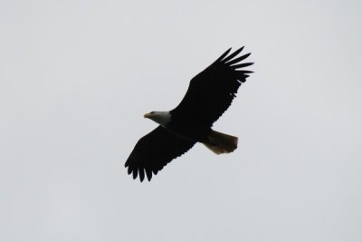 Bald Eagle 17.jpg