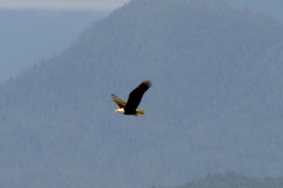 Bald Eagle 20.jpg