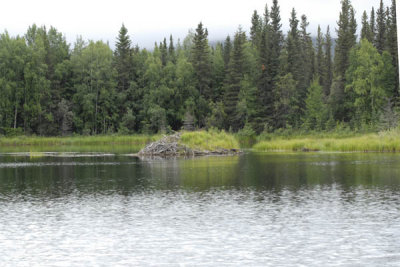 Beaver Pond 01.jpg