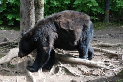 Black Bear 04.jpg