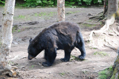 Black Bear 07.jpg