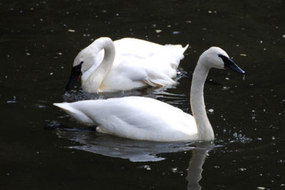 Swan 06.jpg