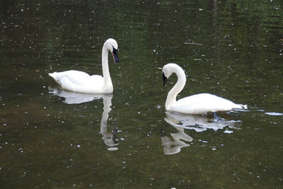 Swan 07.jpg