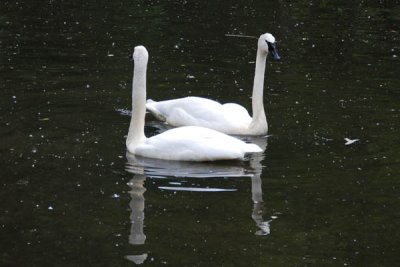 Swan 08.jpg