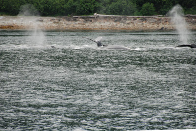Whales 01.jpg