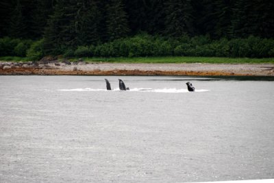 Whales 02.jpg
