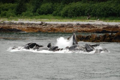 Whales 04.jpg