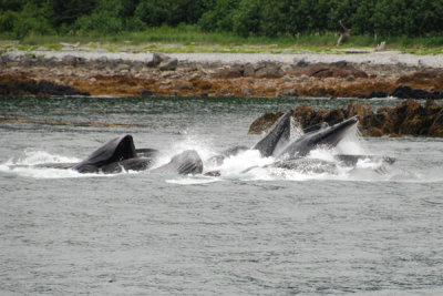 Whales 05.jpg