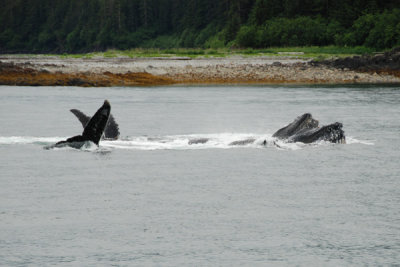Whales 06.jpg