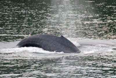 Whales 07.jpg