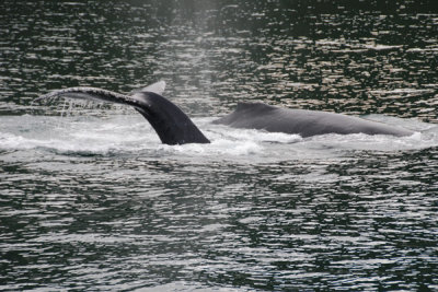 Whales 08.jpg