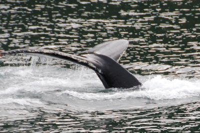 Whales 09.jpg