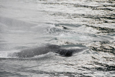Whales 10.jpg