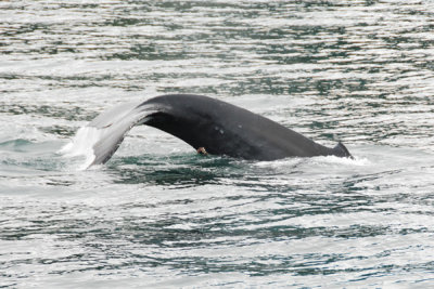 Whales 11.jpg