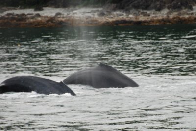 Whales 12.jpg