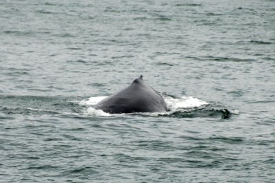 Whales 13.jpg