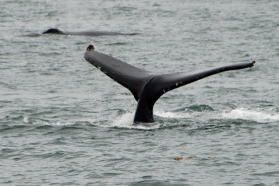 Whales 14.jpg