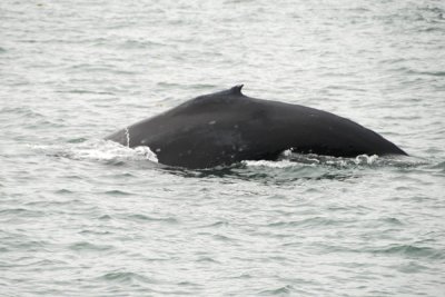Whales 15.jpg