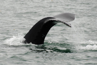 Whales 16.jpg