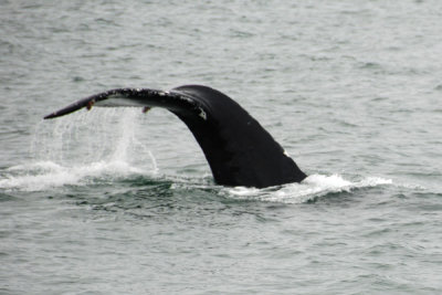 Whales 17.jpg