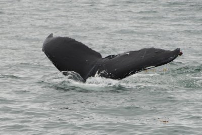 Whales 19.jpg