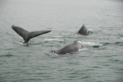 Whales 20.jpg