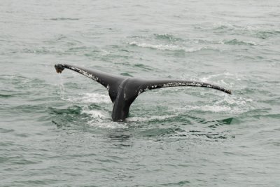 Whales 21.jpg