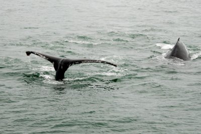 Whales 22.jpg