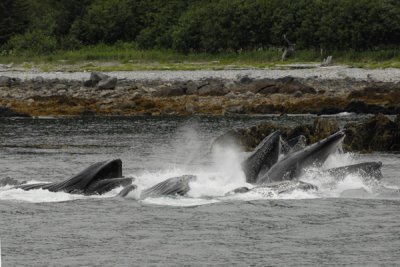 Whales 23.jpg