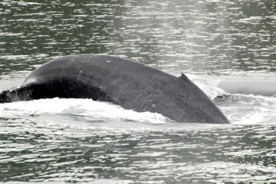 Whales 24.jpg