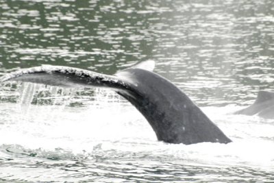 Whales 25.jpg