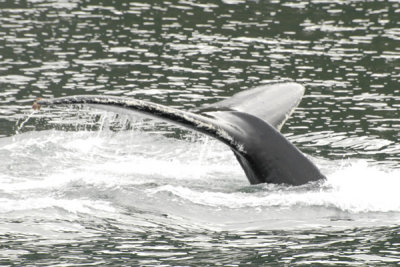 Whales 26.jpg