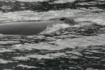 Whales 27.jpg
