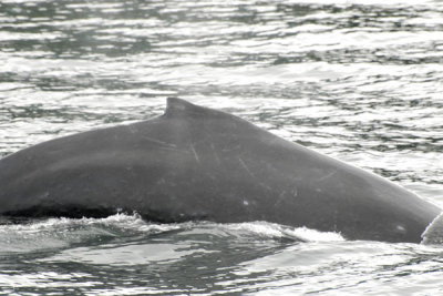 Whales 29.jpg