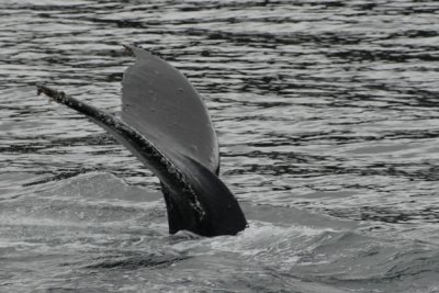 Whales 30.jpg