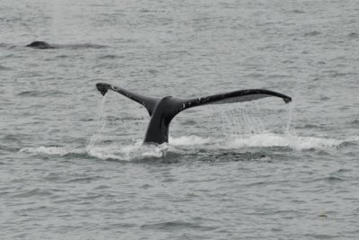 Whales 31.jpg