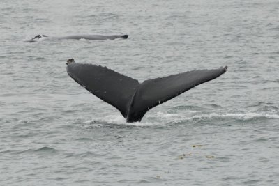 Whales 32.jpg